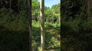 Kavak ağacı sulama 