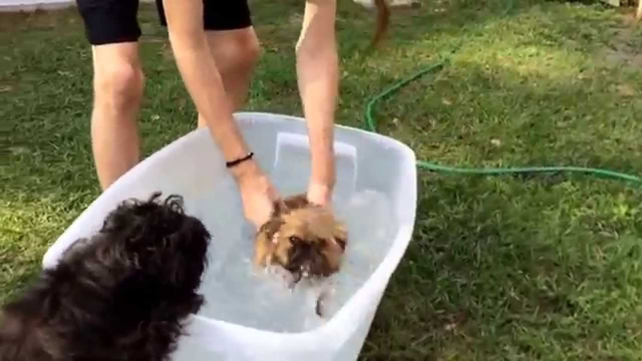 cute brussels griffon