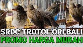 🔴 BANJIR BURUNG ANAKAN  !! HARGA DIBAWAH PASARAN 0838-7553-6945