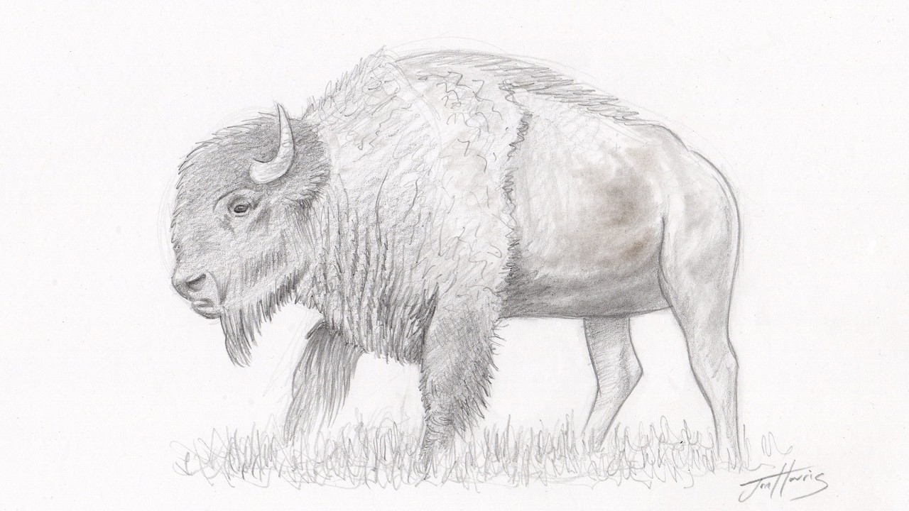 How to Draw an American Bison Step by Step