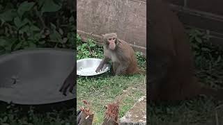 monkey eating food?