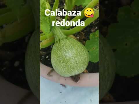 Video: Creación de una maceta de flores de calabaza: cultivo de plantas dentro de las calabazas