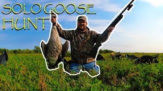 Solo Goose Hunting A Green Field