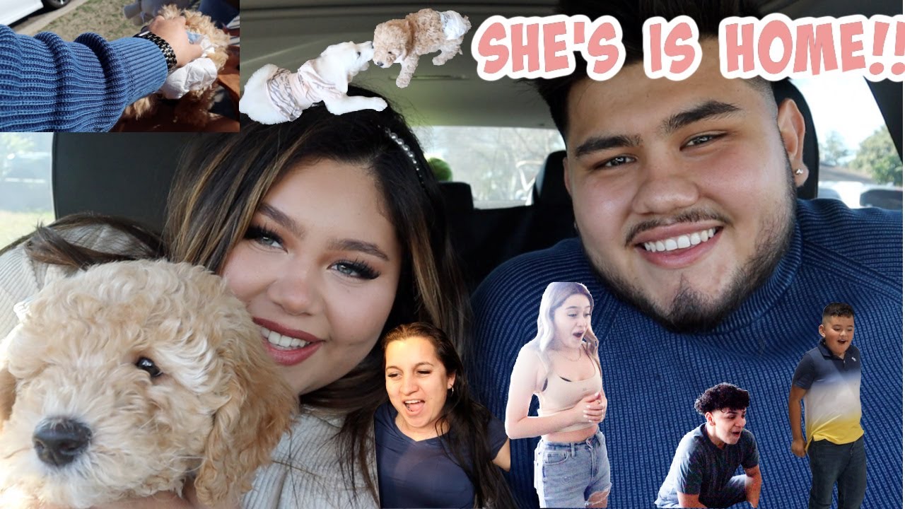 PICKING UP OUR PUPPY AND OUR FAMILIES REACTION 🧸