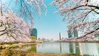 Cherry Blossom Seoul 2023 Seokchon Lake Afternoon | Travel Korea 4K HDR