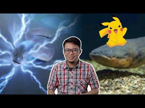 Video: Adakah belut elektrik sejenis ikan?