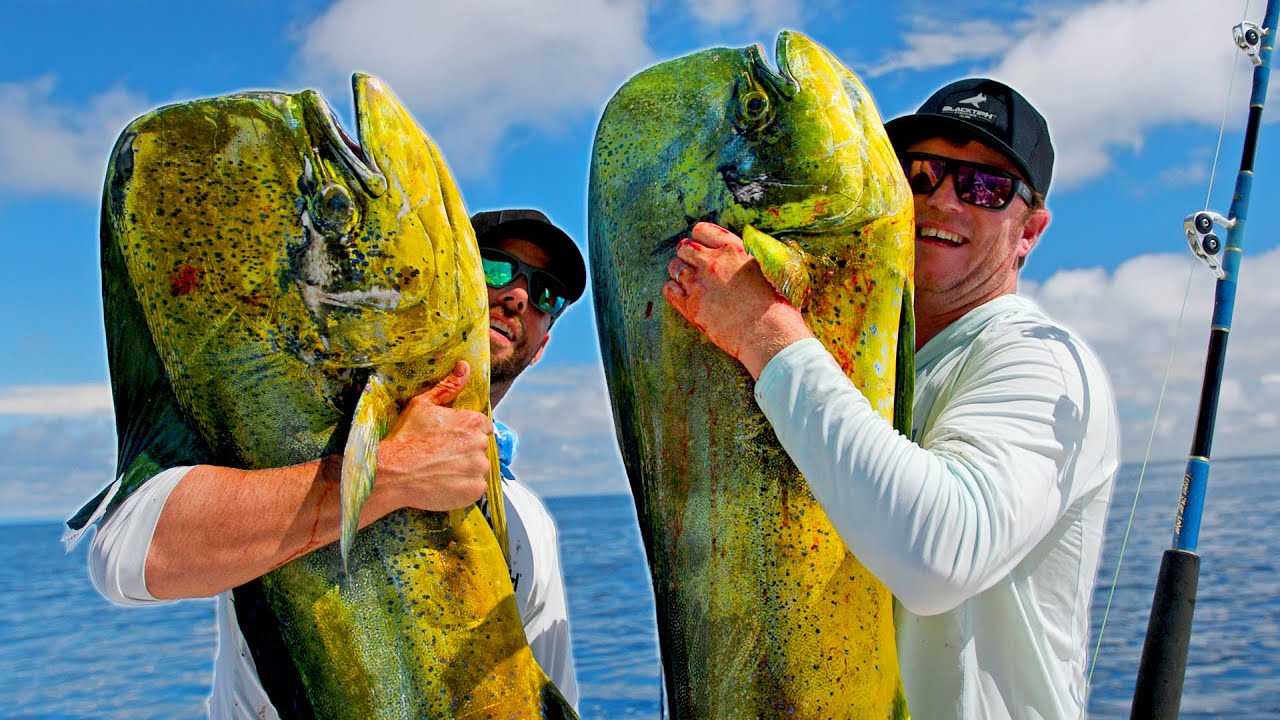 These Dolphin Fish are Massive!