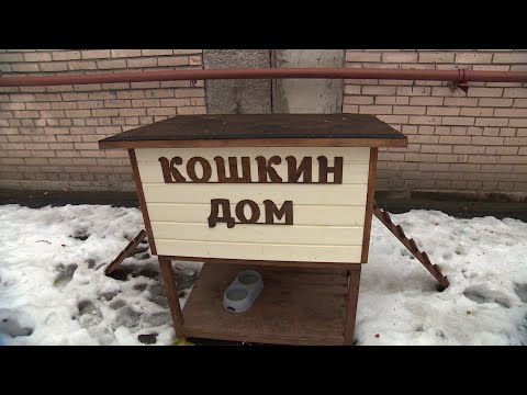 Петербуржцы строят домики для бездомных кошек