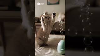Милые котики