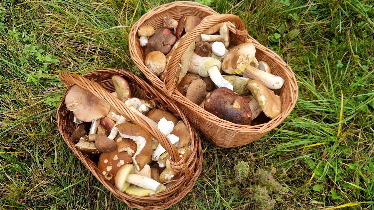 FANTÁZIA! Kopa DUBÁKOV, 2 plné koše 🍄‍🟫 Hríby rastú, žatva pokračuje aj 18.10.