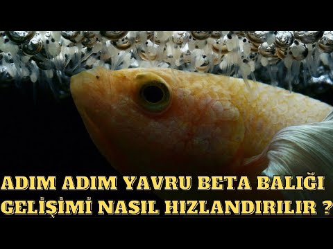 Video: Akvaryumda Ne Kadar Balık Tutabileceğinizi Öğrenmenin 7 Yolu