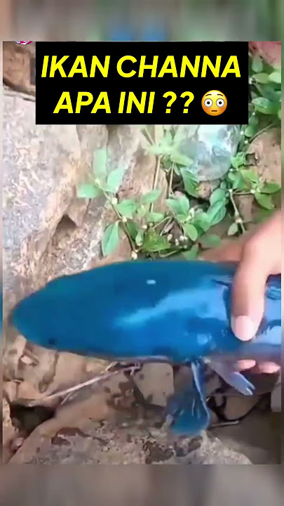Buset… ikan channa apaan nih? #ikan #ikanchanna #ikanhias