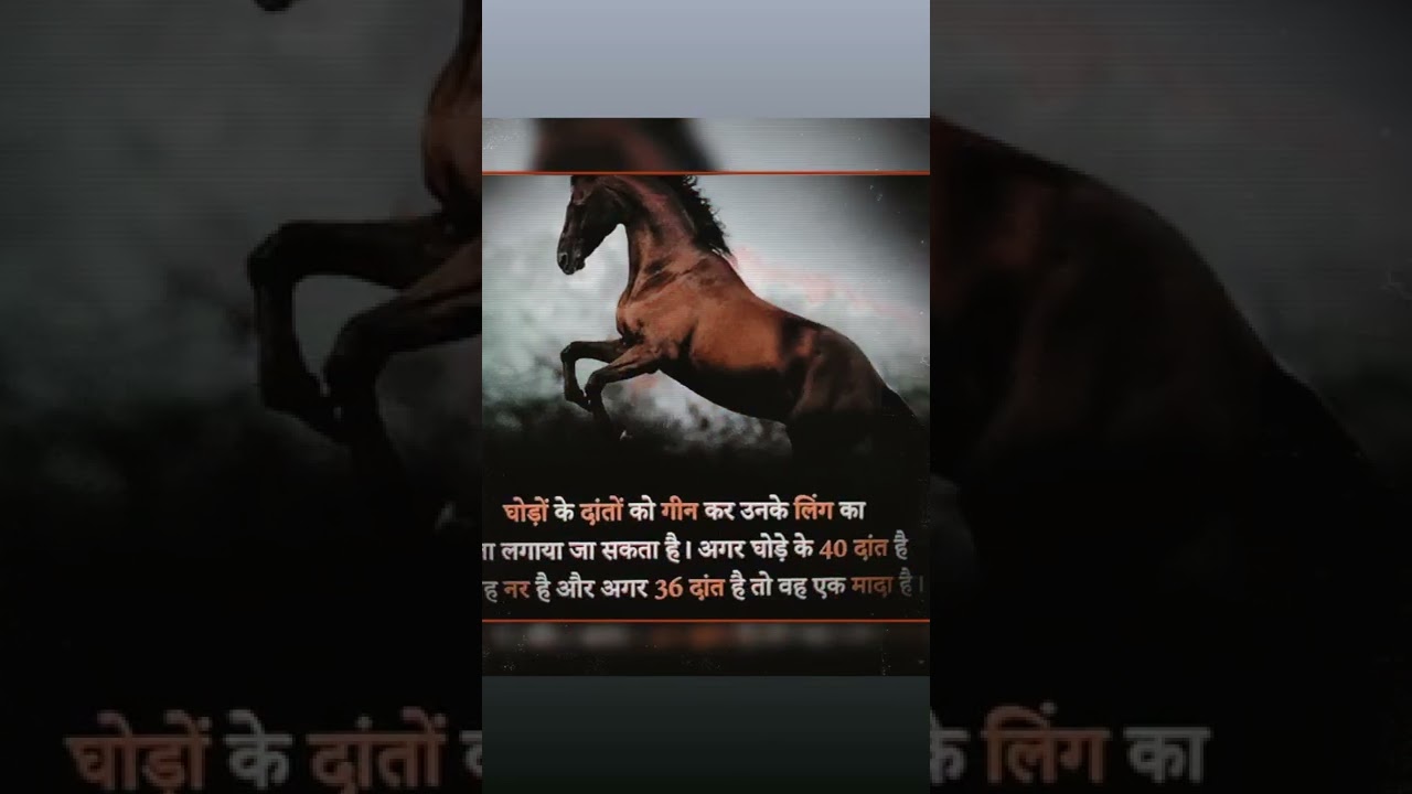 Obejrzyj Horse ko kaise jane kon sa ling h #shorts #horses w YouTube Obejrzyj Horse ko kaise jane kon sa ling h #shorts #horses w YouTube