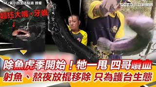 除魚虎季開始！牠一甩四哥馬上噴血　 射魚、熬夜放棍移除只為護台生態｜三立新聞網 SETN.com