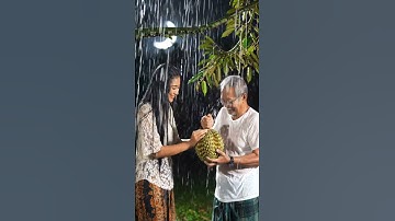 basah kuyup kehujanan memetik buah durian #rain #beautiful