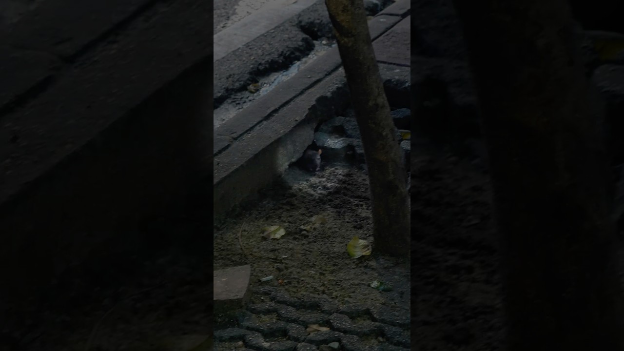 Nightlife in Bangkok = Rats #bangkok #thailand #thailandtravel - YouTube