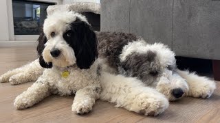 Bernedoodle Sheepadoodle Sisters  A Day in the Life
