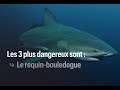  attaque de requin  ces gestes qui peuvent sauver votre peau