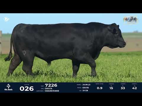 LOTE 26   TAT 7226 M Angus
