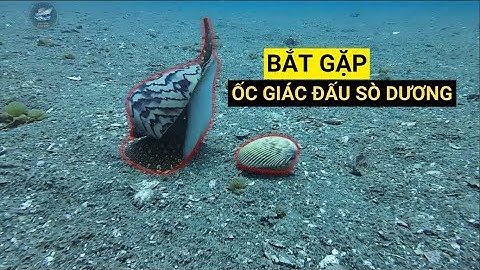 Bắt gặp cảnh hiếm: Ốc giác đấu sò dương 3 hiệp phân thắng bại