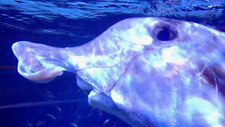 日本初誕生！ 謎の深海魚ゾウギンザメの赤ちゃん