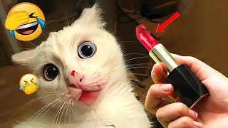😂😹 Best Cats Videos 😸😹 Funny And Cute Animal Videos 2024 # 20