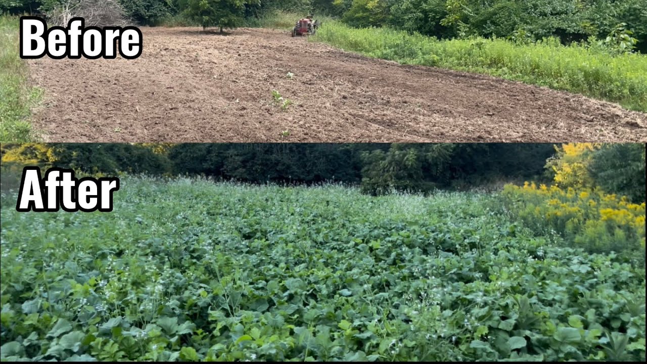 First Year Brand New Brassica Food Plot YouTube