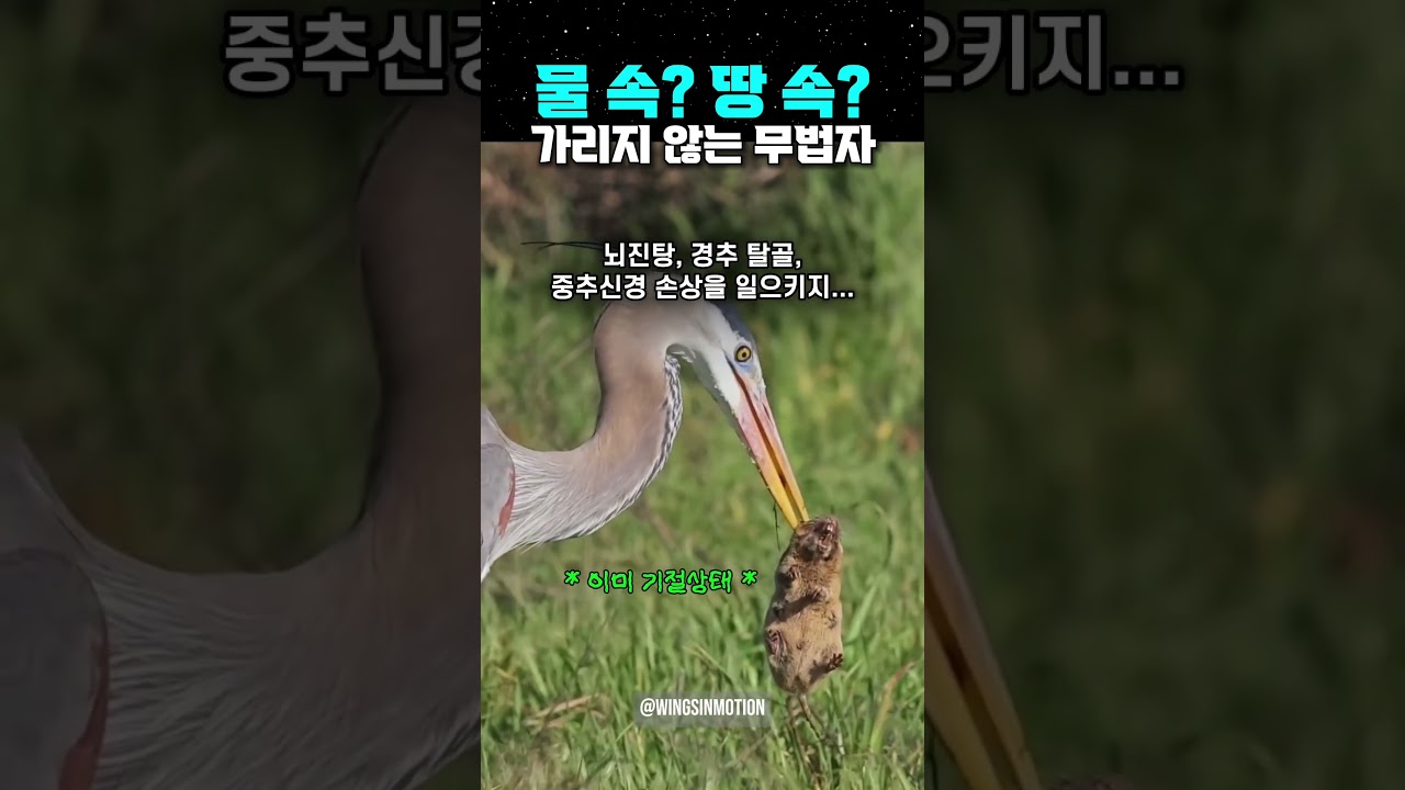 물 속? 땅 속? 가리지 않는 무법자