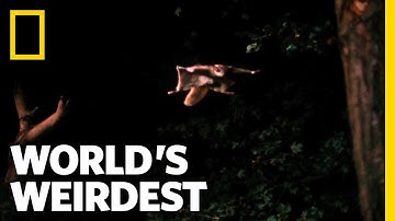 Flying Squirrel | World