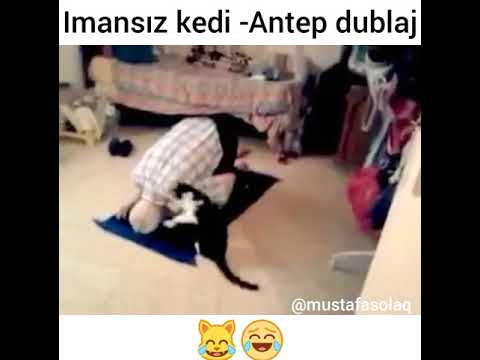 İmansız Kedi ANTEP DUBLAJ