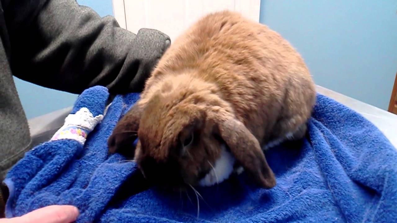 Bunny Ear Infection YouTube