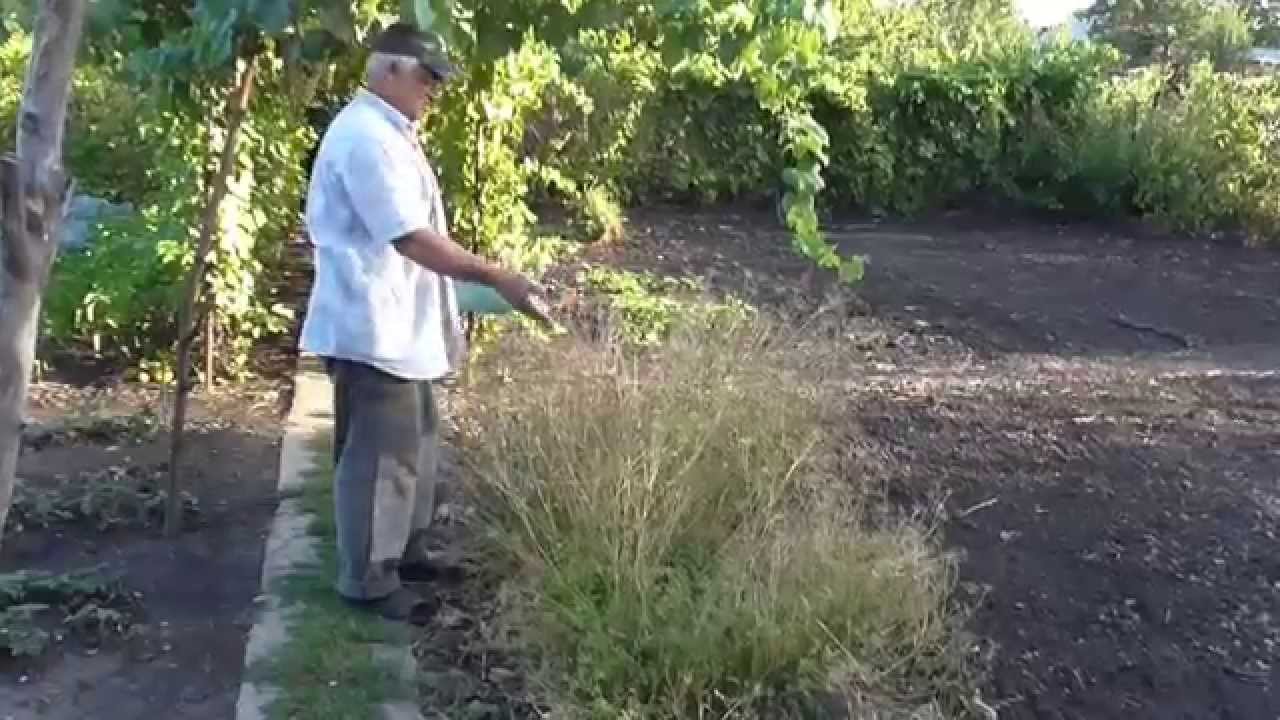 Собираю семена петрушки