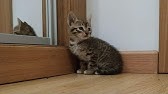 Intentando Duchar A Mis Gatos Youtube