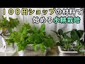【水耕栽培】１００円ショップの材料で始める水耕栽培