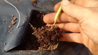 Hıyar Serası, Solarizasyon Ve Malçlama