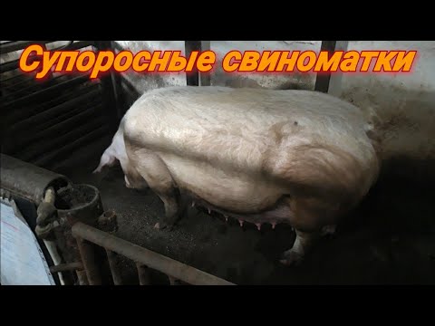 Кормление супоросных свиноматок в домашних условиях