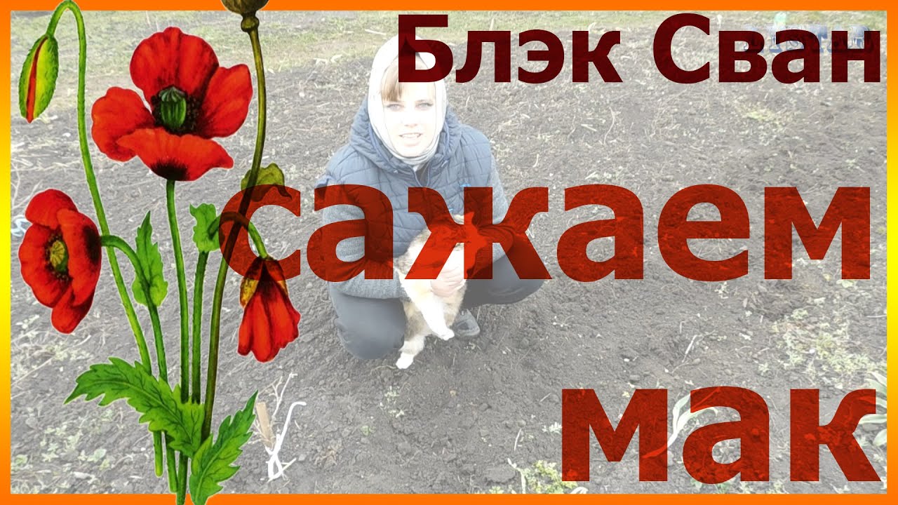 Как посадить мак восточный блэк сван Как сеять мак Мак выращивание и уход