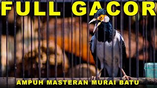 Jalak Suren Full Gacor Isian Cililin #jalaksuren #jalaksurengacor #masteran #burung