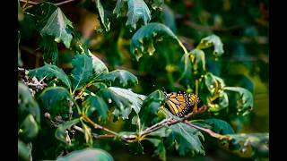 Pesticide Damage to Illinois' State Record Post Oak | 2026 Update
