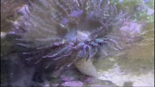 Sand anemone eats starfish