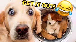 Insane You Laugh You Lose with Dogs & Cats for 1 Hour Funniest Animals 2023