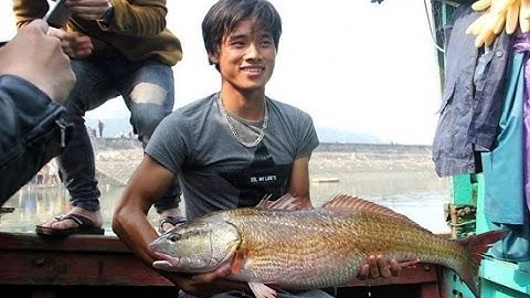 Cá sủ vàng 8kg ở Nghệ An, 900 triệu chưa bán