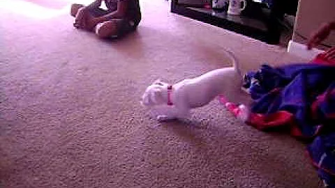 Rosalie's first bark..