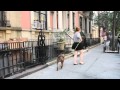 Monster Walker 'No Pull' Dog Leash (All Sizes) Monster Walker 'No Pull' Dog Leash (All Sizes)