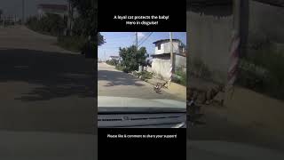 Loyal cat 🐈 saving a baby! 🐱❤️ #viral #shorts #cat #baby #animals #kindness