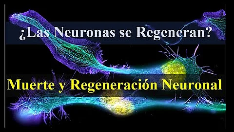 ¿Se pueden regenerar las células cerebrales perdidas?