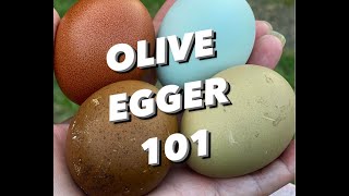 WHAT is an OLIVE EGGER / OLIVE EGGER 101