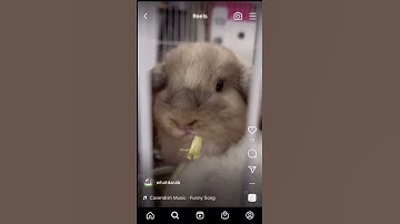 Thumbnail of Cavendish Music Funny Song from whatdarab instagram link in description