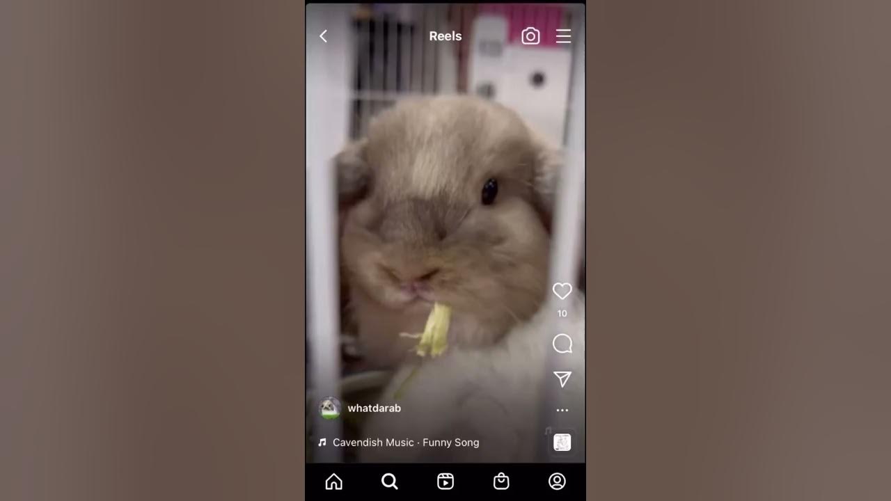 Cavendish Music Funny Song from whatdarab instagram link in description