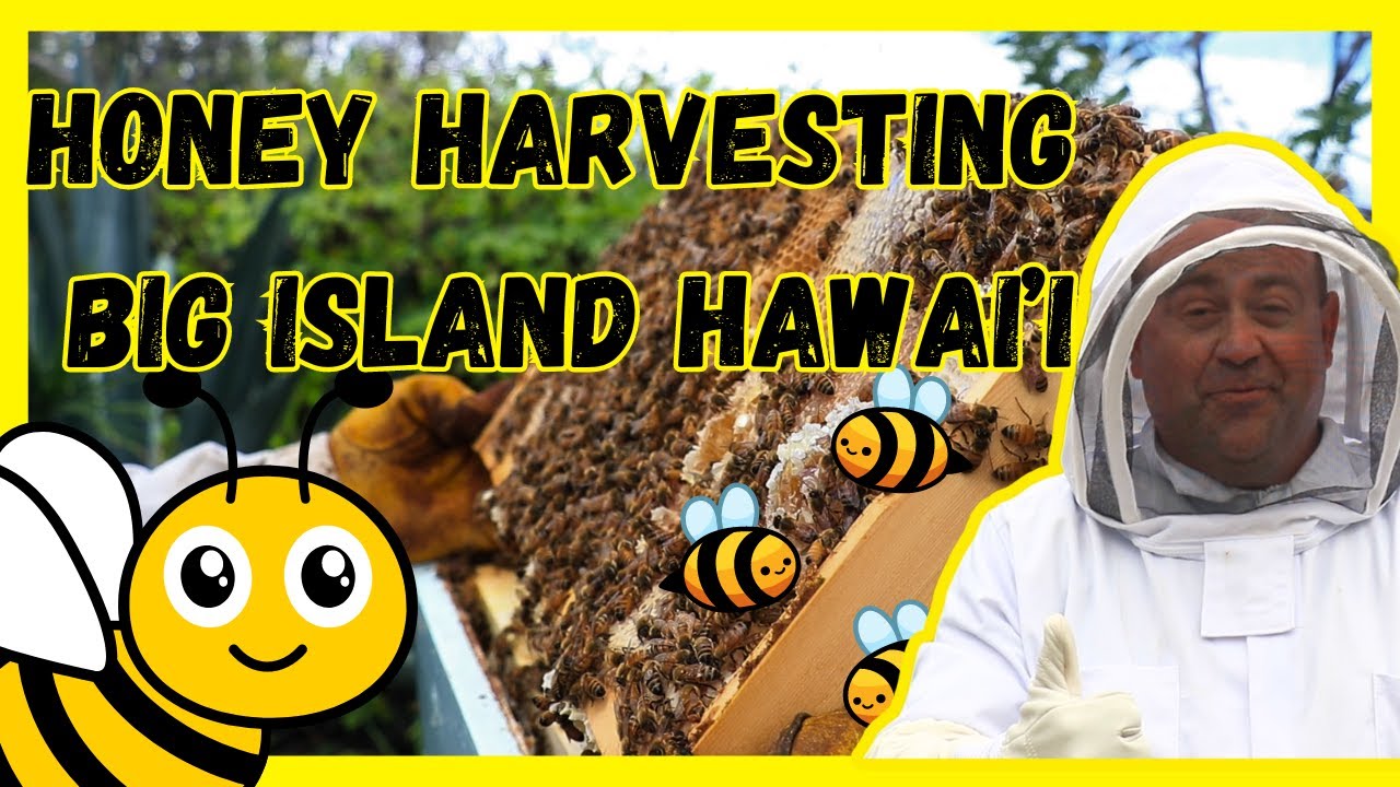 Sweet Secrets: From Hive to Jar on the Big Island Hawaii